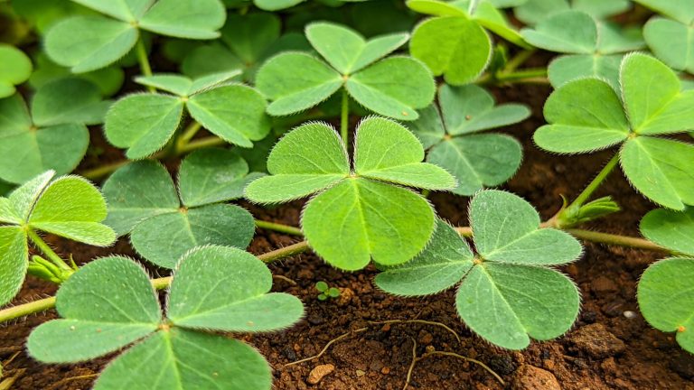 Calopogonium Mucunoides: Tanaman Legum Penutup Tanah Serba Guna (Kalopo / Kacang Asu) untuk Pertanian & Peternakan