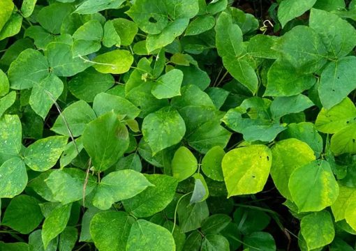 Mucuna Bracteata: Tanaman Penutup Tanah Unggulan untuk Perkebunan Berkelanjutan