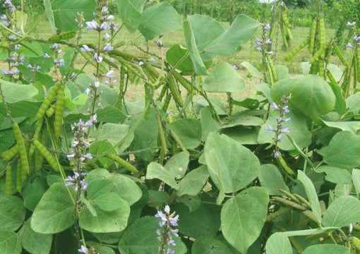 Colopogonium Caeruleum: Rahasia Pertanian Berkelanjutan dengan Tanaman Penutup Tanah Multiguna